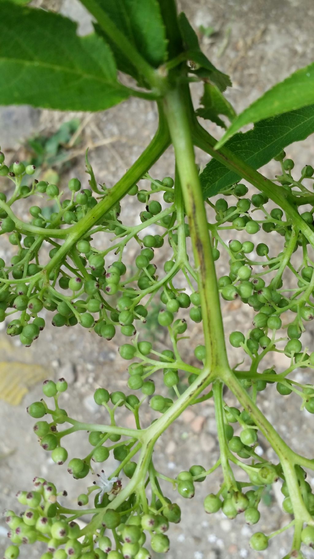 Sambucus ebulus